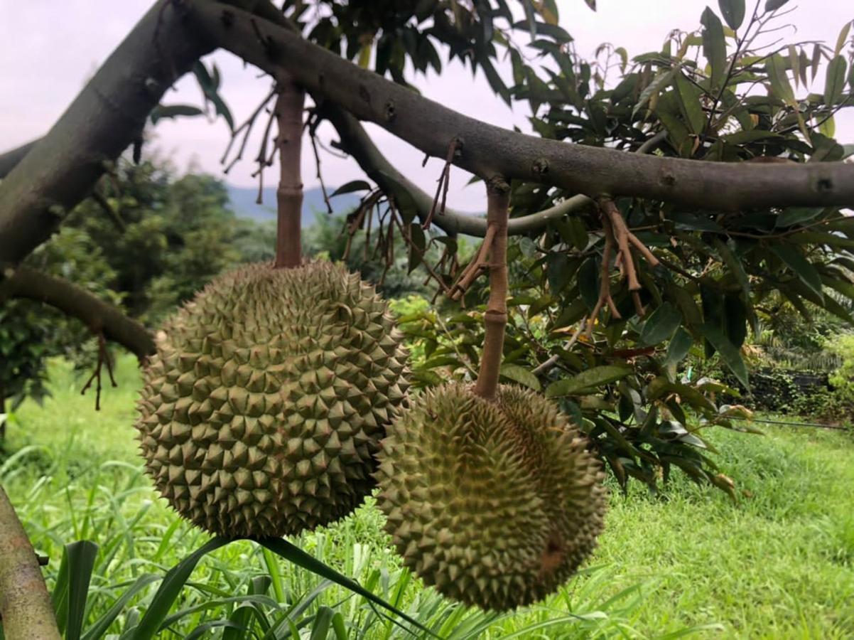 Durian Ecolodge タンピン エクステリア 写真