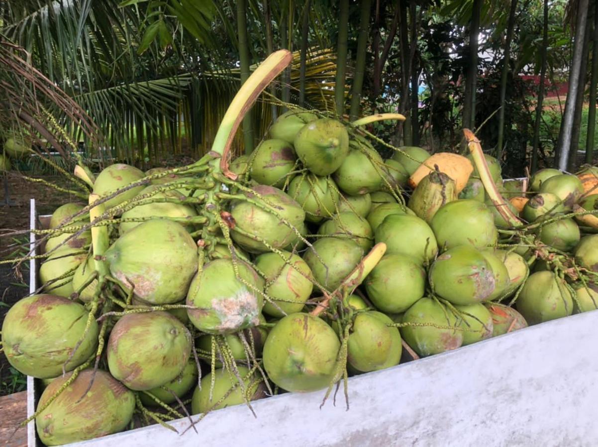 Durian Ecolodge タンピン エクステリア 写真